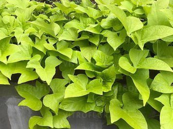Іпомея Terrace Lime 289 фото