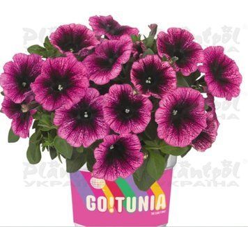 Петунія Go-Tunia Dark Purple Vein 36 фото