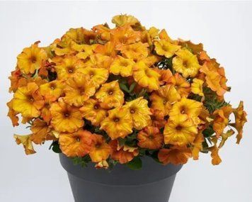 Петхоа Beautical Sunset Orange 47 фото