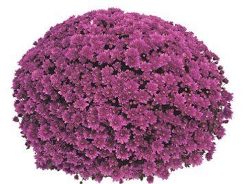Хризантема мультифлора Mefisto Purple&nbsp;, Відкрита коренева система (викопана з грунту) 705 фото