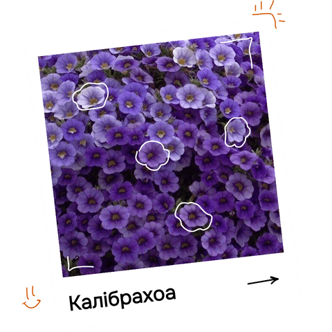 Калібрахоа комп