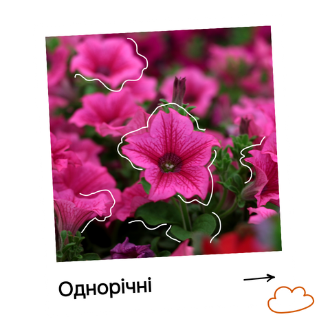 Однорічні комп