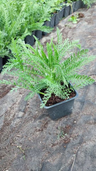 Деревій Ахіллея  Achillea millefolium 'Summerwine' 433 фото