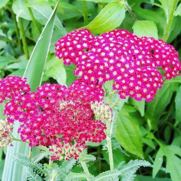 Деревій Ахіллея  Achillea millefolium 'Summerwine' 433 фото