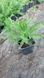 Деревій Ахіллея  Achillea millefolium 'Summerwine' 433 фото 2