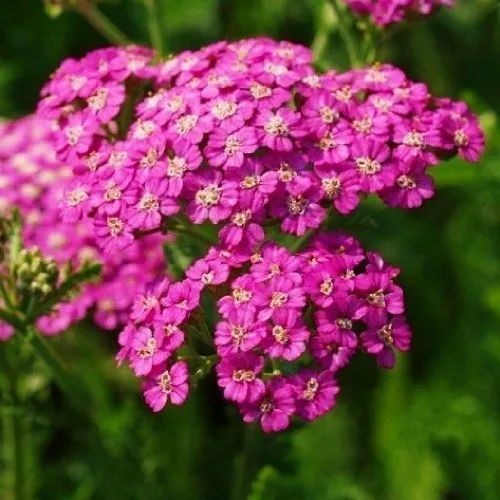 Деревій Ахіллея  Achillea millefolium 'Summerwine' 433 фото