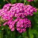Деревій Ахіллея  Achillea millefolium 'Summerwine' 433 фото 3