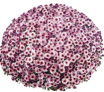 Хризантема мультифлора Amarena Pink 713 фото