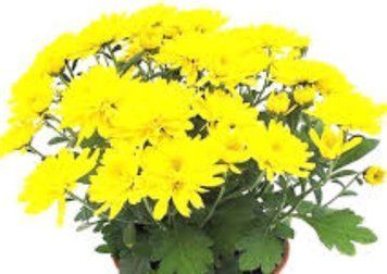 хризантема мультифлора Аmarena yellow 714 фото