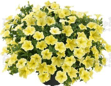 Петунія Veranda Yellow 56 фото