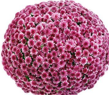 Хризантема мультифлора Koori Pink, Відкрита коренева система (викопані з грунту) 772 фото