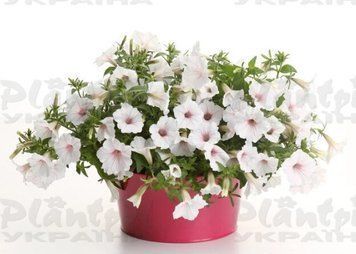 Петунія Vista Silverberry 7 фото