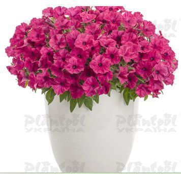 Петунія Vista Fuchsia 12 фото