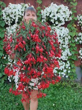 Бегонія Summerwings Deep Red 280 фото