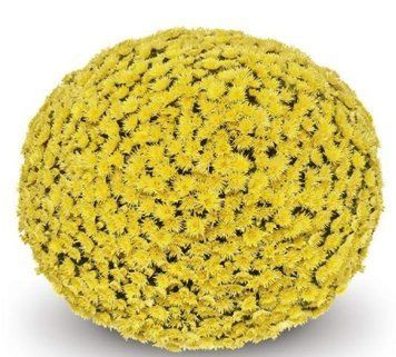 Хризантема мультифлора Possidi Yellow, Відкрита коренева система (викопані з грунту) 779 фото