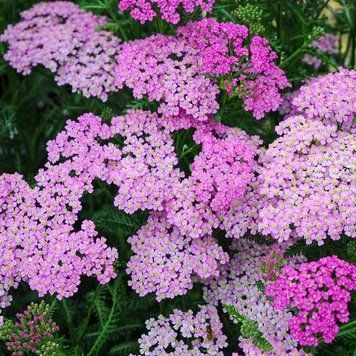 Ахіллея  millefolium pretty belinda 434 фото