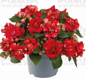 Імпатієнс walleriana Glimmer Bright Red  226 фото