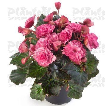 Бегонія Cottage Glory Pink 248 фото
