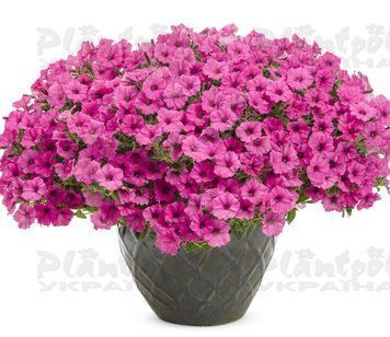 Петунія Mini Vista Hot Pink 17 фото