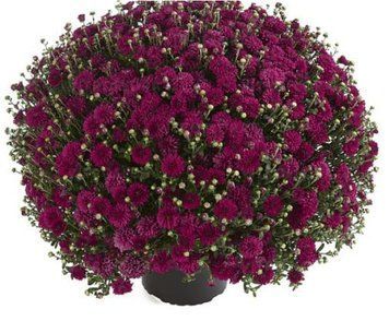 Хризантема мультифлора Harlem Purple, Відкрита коренева система (викопані з грунту) 783 фото