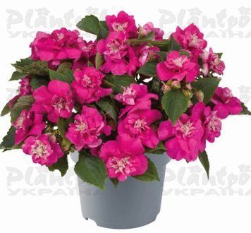 Імпатієнс walleriana Glimmer Hot Pink  228 фото