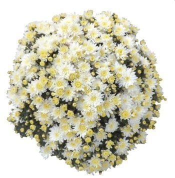 Хризантема мультифлора  Bliss White  729 фото
