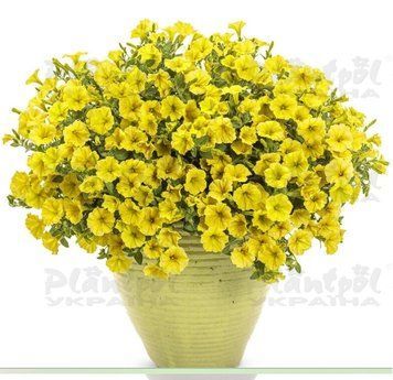 Петунія Mini Vista Yellow 21 фото