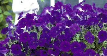 Петунія Opera Supreme F1 Blue 106 фото