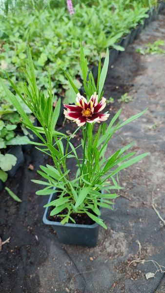 Кореопсис verticillata "Ruby Frost" 435 фото