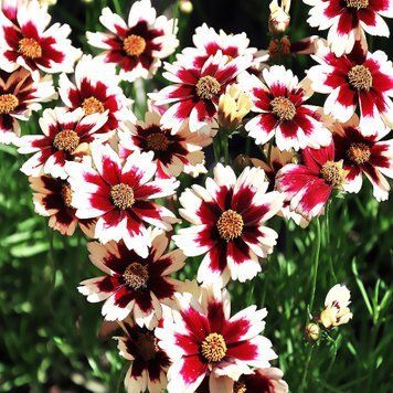 Кореопсис verticillata "Ruby Frost" 435 фото