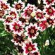 Кореопсис verticillata "Ruby Frost" 435 фото 1