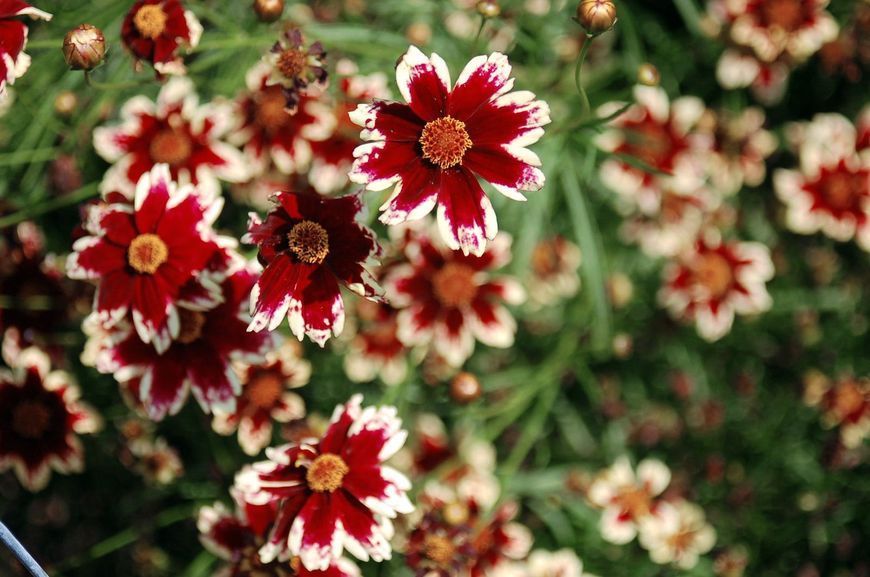 Кореопсис verticillata "Ruby Frost" 435 фото