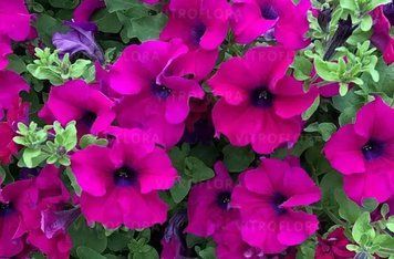 Петунія Surfinia Purple 27 фото
