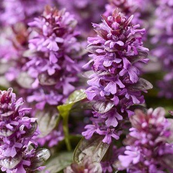 Аюга Ajuga reptans Midnight Mystery 422 фото