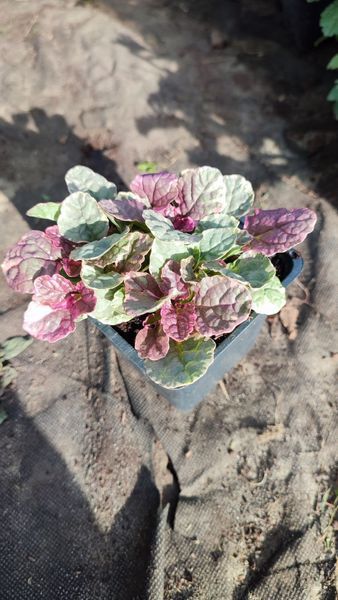 Аюга Ajuga reptans burgundy glow 423 фото