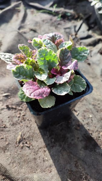 Аюга Ajuga reptans burgundy glow 423 фото