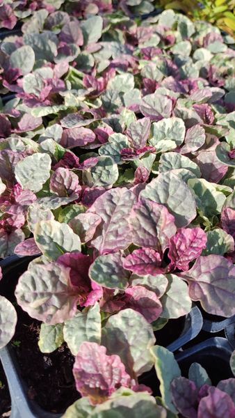 Аюга Ajuga reptans burgundy glow 423 фото