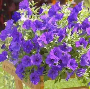 Петунія Surfinia Violet 28 фото