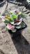 Аюга Ajuga reptans burgundy glow 423 фото 4