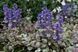 Аюга Ajuga reptans burgundy glow 423 фото 1