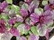 Аюга Ajuga reptans burgundy glow 423 фото 2