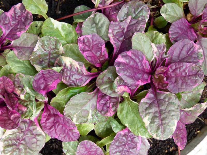 Аюга Ajuga reptans burgundy glow 423 фото