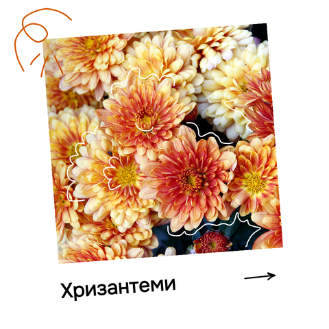 Хризантеми