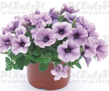 Петунія Surfinia Compact Purple Vein 30 фото