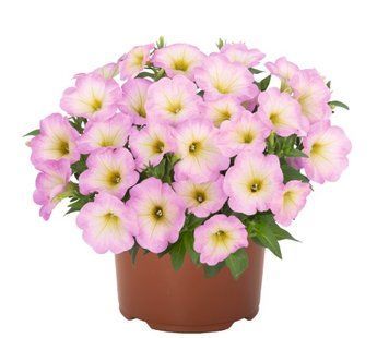 Петунія POTUNIA Baby Pink 80 фото