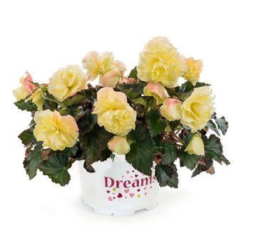 Бегонія Fragrant Falls Lemon 224 фото