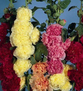 Мальва  Alcea rosea Chater&rsquo;s Double Mix  427 фото