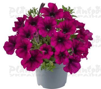 Петунія Go-Tunia Burgundy 33 фото