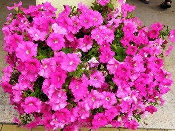 Петунія Conchita Grande Pink 40 фото