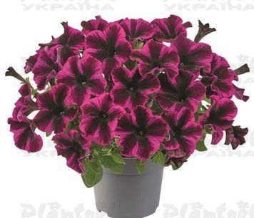 Петунія Go-Tunia Cosmic Purple 35 фото